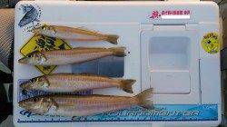 成ｹ島水道からStartFishing！１投目は20cm超えの良型キス