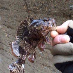 大蔵海岸でのメバリング釣果