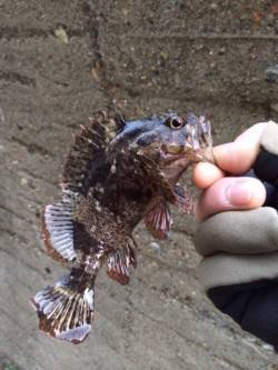 大蔵海岸でのメバリング釣果