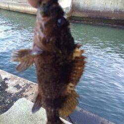 大蔵海岸でのメバリング釣果