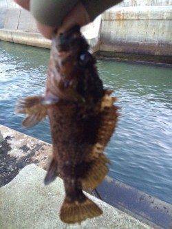 大蔵海岸でのメバリング釣果