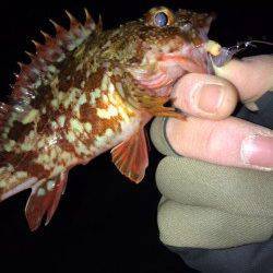 つよポン様より【ジャングルジム製品】のモニターレポート