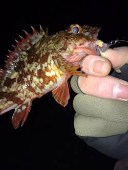 つよポン様より【ジャングルジム製品】のモニターレポート