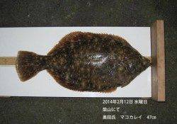 【12日】柴山港にてマコカレイ47cm