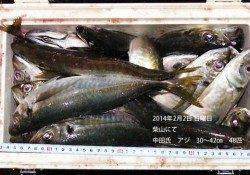 柴山でナイスサイズのアジが良い感じに釣れました♪