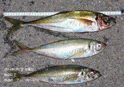 柴山でナイスサイズのアジが良い感じに釣れました♪