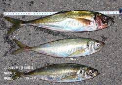 柴山でナイスサイズのアジが良い感じに釣れま…