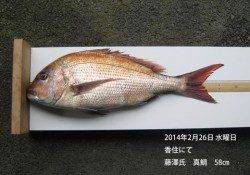 香住にてマダイ58cm