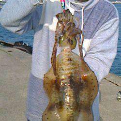 白浜北部エリアで1.5kgのアオリイカをGET★