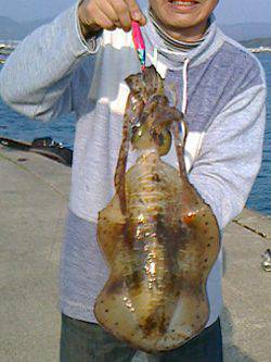 白浜北部エリアで1.5kgのアオリイカをGET★