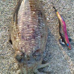 白浜北部エリアで1.5kgのアオリイカをGET★