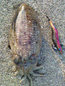 白浜北部エリアで1.5kgのアオリイカをGET★