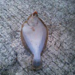 プール側で投げ＆胴突　カレイとアナゴの釣果