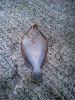 プール側で投げ＆胴突　カレイとアナゴの釣果