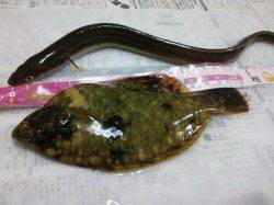 プール側で投げ＆胴突　カレイとアナゴの釣果