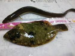 プール側で投げ＆胴突　カレイとアナゴの釣果…