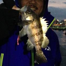 夕まづめにいい感じの引きでメバル23cm …