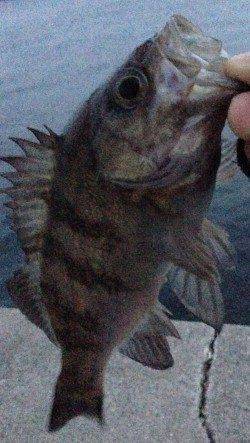 夕まづめにいい感じの引きでメバル23cm in 新浜漁港