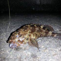 ちょい風 激寒のガシリング、タケノコメバル高活性でした