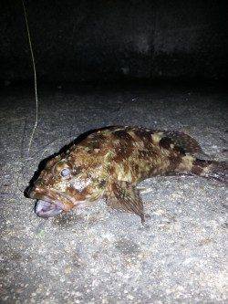 ちょい風 激寒のガシリング、タケノコメバル高活性でした