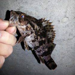 ちょい風 激寒のガシリング、タケノコメバル高活性でした