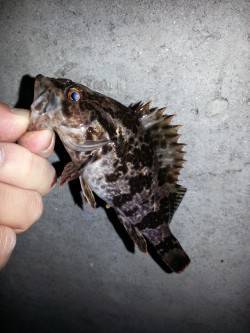 ちょい風 激寒のガシリング、タケノコメバル…