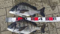 南港でチヌ釣果上向き！ パワフル49センチ…