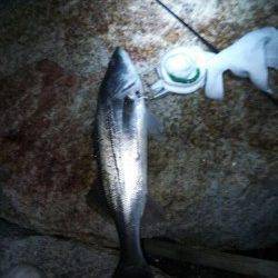 洲本川でシーバスがジャンプしまくりでした