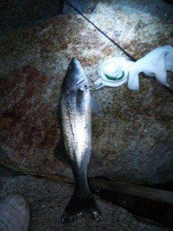 洲本川でシーバスがジャンプしまくりでした