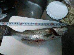 洲本川でシーバスがジャンプしまくりでした