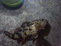 コスモスクエア、1キャスト1ヒットの勢いで タケノコの連発