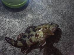 コスモスクエア、1キャスト1ヒットの勢いで…