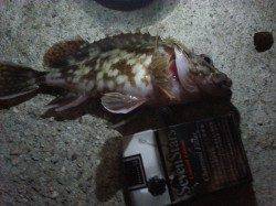 コスモスクエア、1キャスト1ヒットの勢いで タケノコの連発