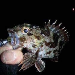 ガシラ狙い目標20匹のトライアルに行ってきました