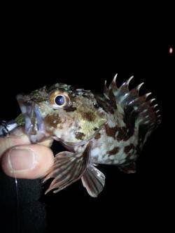 ガシラ狙い目標20匹のトライアルに行ってき…