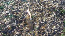 目良漁港にてデイエギング、アオリ・コウイカ…