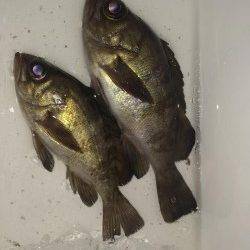 本荘人工島でのメバリング