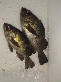 本荘人工島でのメバリング