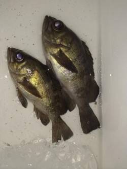 本荘人工島でのメバリング