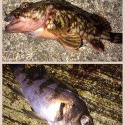 淡輪漁港でライトゲーム、ガシラはアクションで食わすのが◎