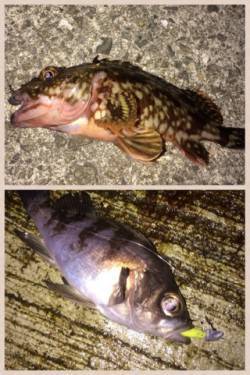 淡輪漁港でライトゲーム、ガシラはアクション…