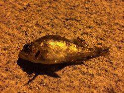 本荘人工島でのメバリング