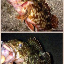 淡輪漁港でライトゲーム、ガシラはアクションで食わすのが◎