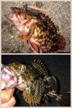 淡輪漁港でライトゲーム、ガシラはアクションで食わすのが◎