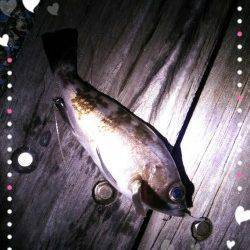 20cmメバルに出会えました♪