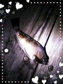 20cmメバルに出会えました♪