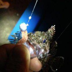 舞洲周辺でのガシリング