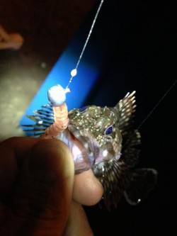 舞洲周辺でのガシリング