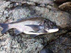 香住のフカセ釣りでチヌ40㎝