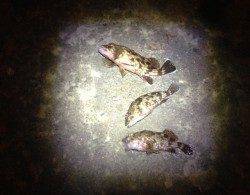 舞洲周辺でのガシリング